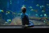 Kind von einem Aquarium 