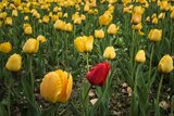 Rote Blume umgeben von gelben Blumen