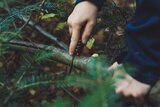 Kinderhand mit Messer schneidet einen Baumstamm